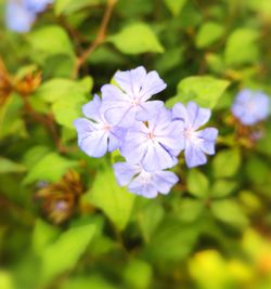 Close-up of purple flowering plant