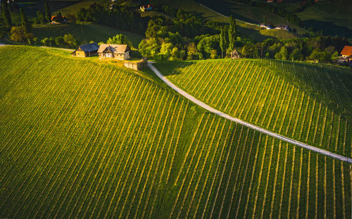 High angle view of agricultural field. vineyards in austria aerial shoot