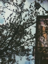 Low angle view of bare trees against sky