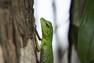 Close-up of lizard on tree trunk