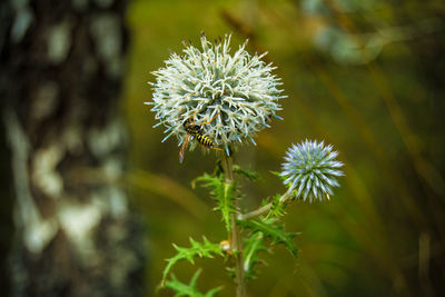 Close-up of white flowers