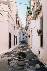 Potted plants on alley amidst buildings in city