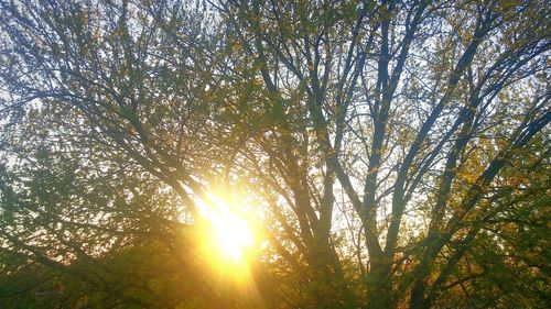 Sun shining through trees
