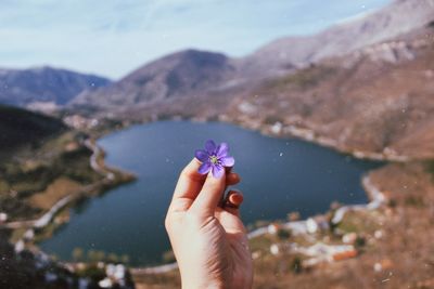 Cropped hand holding purple flower against lake amidst mountains