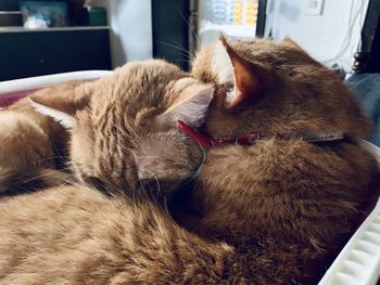 Close-up of cat sleeping