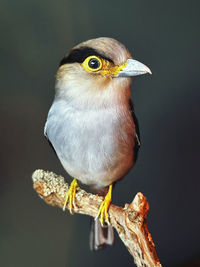 Close-up of bird perching on branch