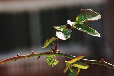 Close-up of grasshopper on plant