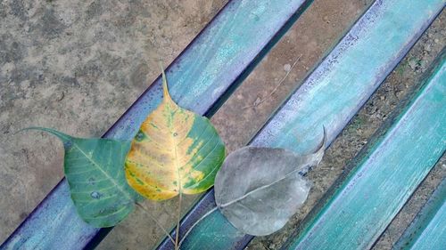 High angle view of leaves on table