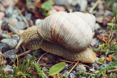 Insect on snail