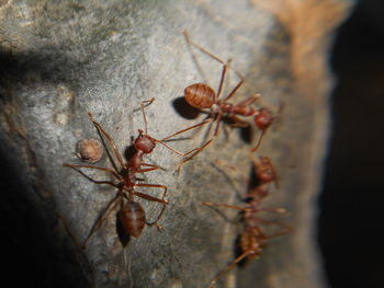 Close-up of ant on leaf