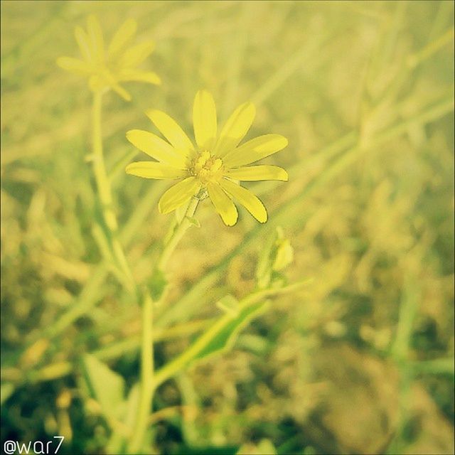 flower, yellow, freshness, growth, fragility, petal, beauty in nature, flower head, nature, blooming, plant, focus on foreground, close-up, selective focus, field, in bloom, stem, outdoors, day, no people