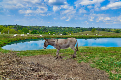 Horses in a field