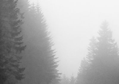 Low angle view of trees against sky