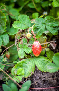 Close-up of strawberry growing on tree