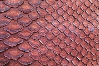 Brown python snake skin texture background, close up