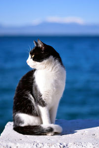 Lovely cat in loutraki beach