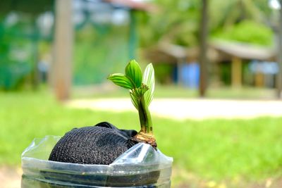 Close-up of potted plant on field