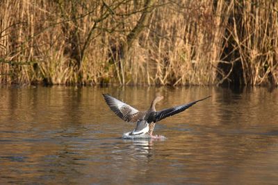 Bird flying over lake