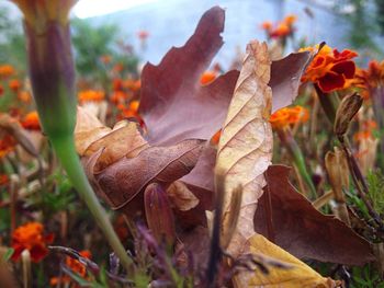 Close-up of plant growing on field