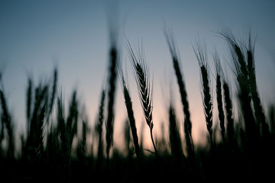 Close-up of crops growing on field