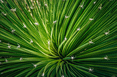 Full frame shot of palm leaf