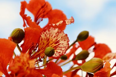 Low angle view of flowering plant against sky