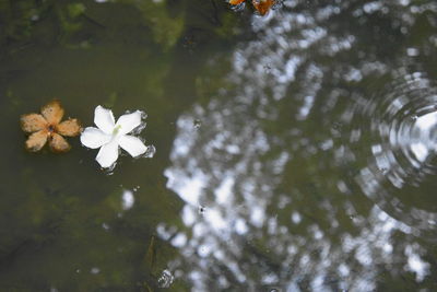 Close-up of white flowers floating on water