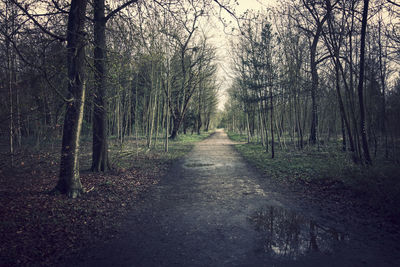 Road amidst trees in forest