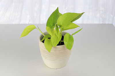 Close-up of potted plant on white table