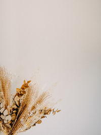 Close-up of dried plant against white background