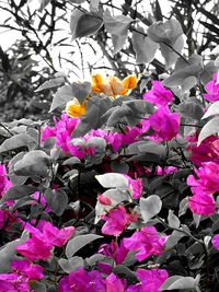 Close-up of colorful flowers