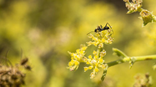 Closeup of a black ant feeding on a yellow flowering plant in the dobrogea steppe.