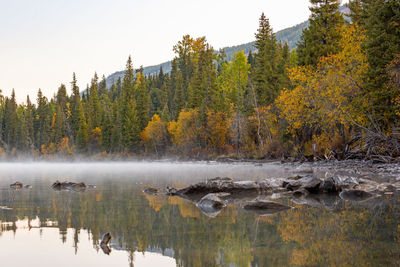 Scenic view of lake against trees in forest