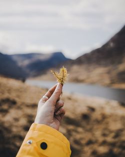 Cropped hand of woman holding twigs on field