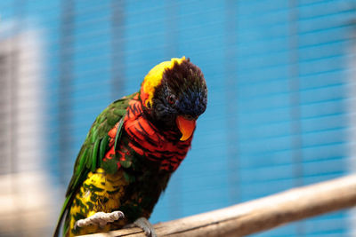 Close-up of rainbow lorikeet on branch