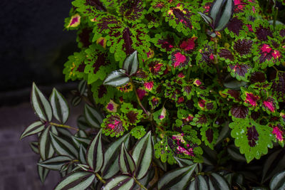 Fresh coleus shrubs in the garden