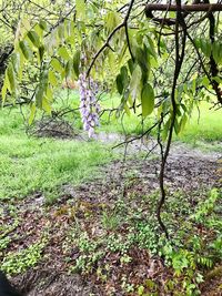 Plants growing on field