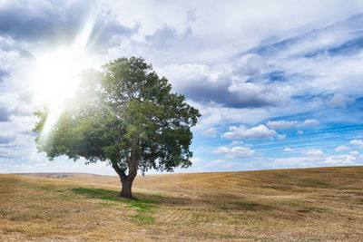 Tree growing on field against cloudy sky