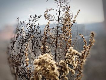 Close-up of wilted plant against sky