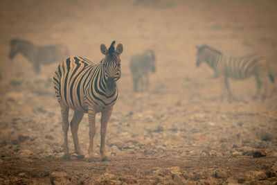 Plains zebra stands among rocks in smoke