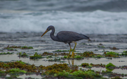 Bird standing on beach