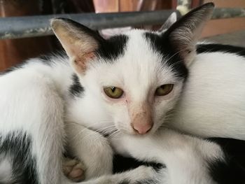 Close-up portrait of white cat