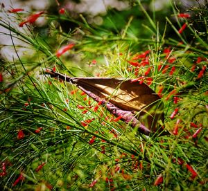 Close-up of lizard on grass