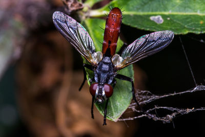 Close-up of damselfly on leaf