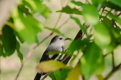 Close-up of bird perching on plant