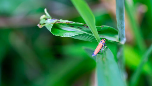 Close-up of insect on leaf