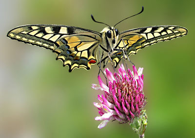 Close-up of butterfly perching on purple flower