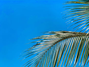 Low angle view of coconut palm tree against blue sky