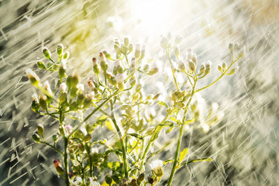 Close-up of raindrops falling on leaves