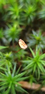 Close-up of small plant growing on field